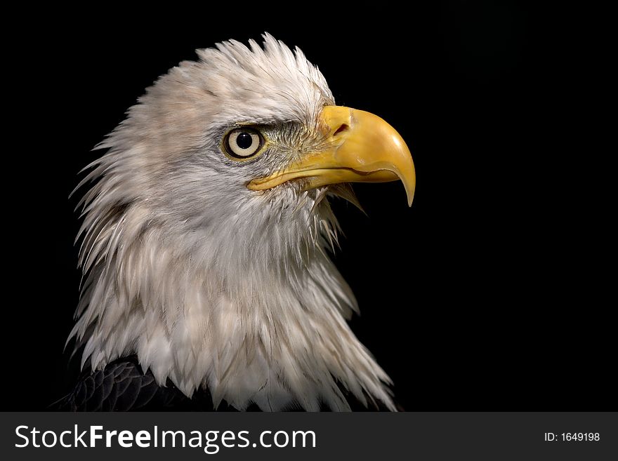 Portrait of an Eagle showing the detail of the head. Portrait of an Eagle showing the detail of the head