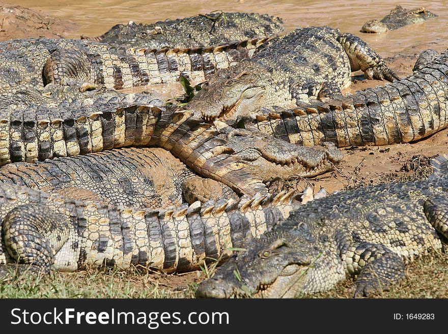 This shot was taken on a crocodile farm in thailand. This shot was taken on a crocodile farm in thailand.
