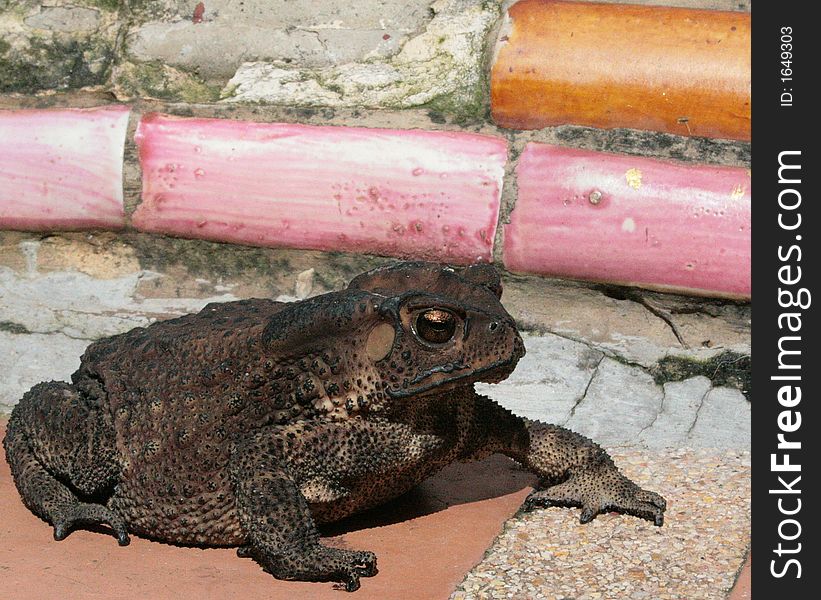Bullfrog In Thailand
