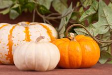 Pumpkin Patch Stock Photo Pumpkin Patch Stock Photo