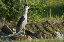 Black Crowned Night Heron Stock Photo