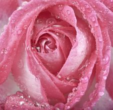 Pink Rose With Drops Macro Stock Image Pink Rose With Drops Macro Stock Image