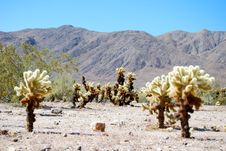 Desert And Cholla Trees Stock Image Desert And Cholla Trees Stock Image