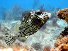 Free Smooth Trunk Fish Royalty Free Stock Photo - 16404795