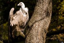 Griffon Vulture Royalty Free Stock Images Griffon Vulture Royalty Free Stock Images