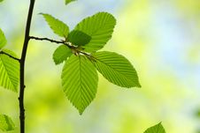 Green Leaves Royalty Free Stock Photos Green Leaves Royalty Free Stock Photos