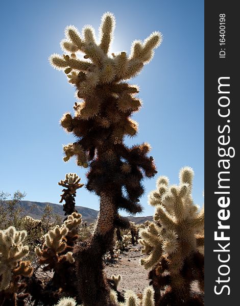 A photo of a cactus taken in joshua tree national park in the united states. A photo of a cactus taken in joshua tree national park in the united states