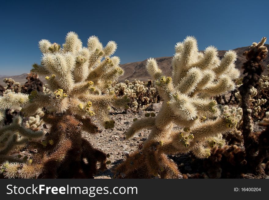 A photo of cactus taken in joshua tree national park in the united states. A photo of cactus taken in joshua tree national park in the united states