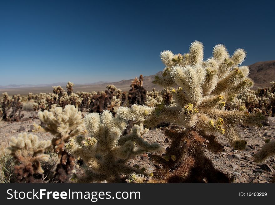 A photo of cactus taken in joshua tree national park in the united states