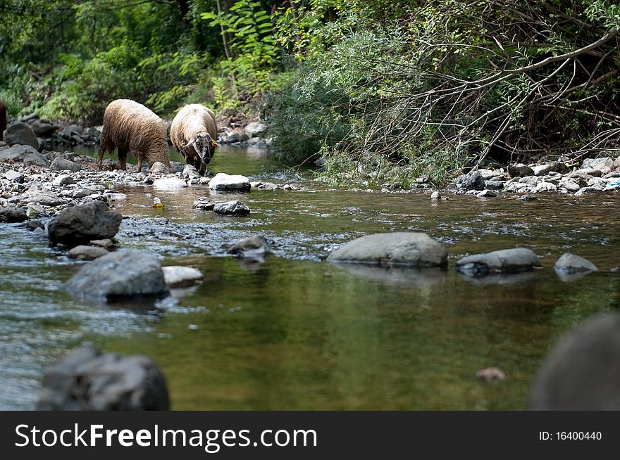 Flock of sheep near a stream at Mokra Gora, a village in Serbia on the northern slopes of mountain Zlatibor