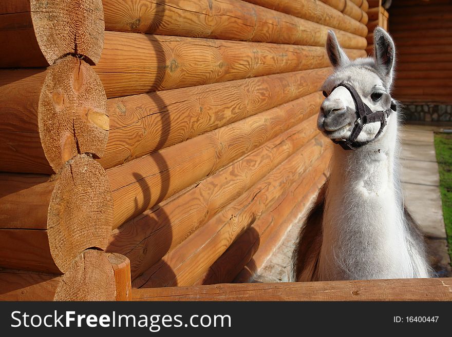 The llama stands near the wooden house and looks forward. The llama stands near the wooden house and looks forward