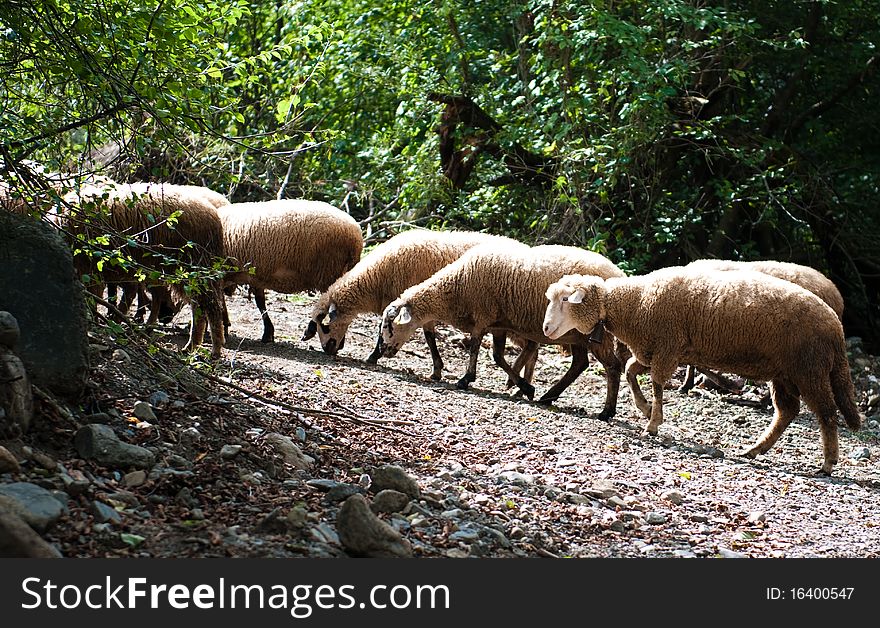 Number of sheeps are going from watering near the river. Number of sheeps are going from watering near the river