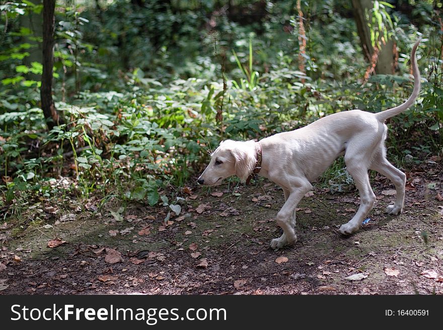 A walking saluki pup in a forest. A walking saluki pup in a forest