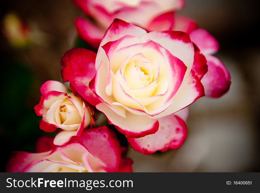 Bouquet of pink with white roses in the park