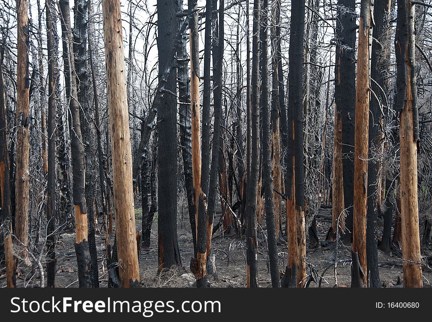 Charred and blackened forest after a fire has passed through. Charred and blackened forest after a fire has passed through