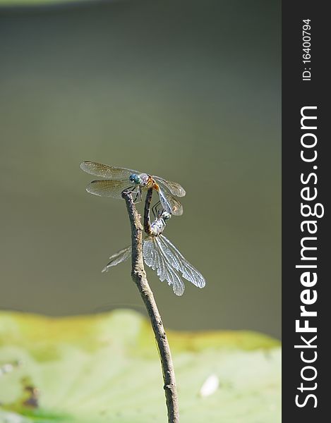 Two dragonflies on a twig against blurred background.