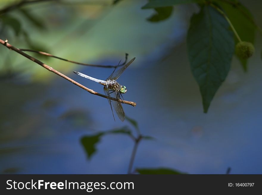 Dragonflies on a twig against blurred background. Dragonflies on a twig against blurred background.
