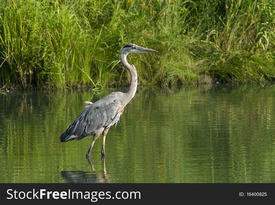 Great Blue Heron wading through water.