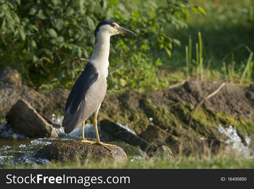 Black Crowned Night Heron standing on a rock in a stream looking for food.