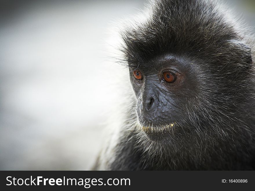 A close portrait of a monkey. A close portrait of a monkey.