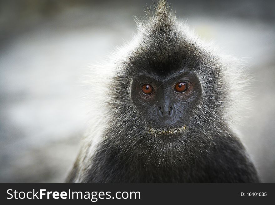 A close portrait of a monkey. A close portrait of a monkey.