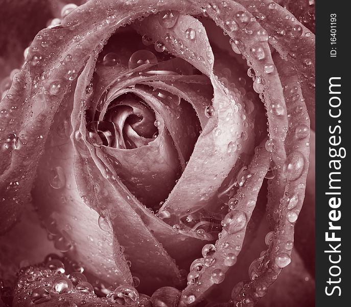 Vintage dewy rose macro detail
