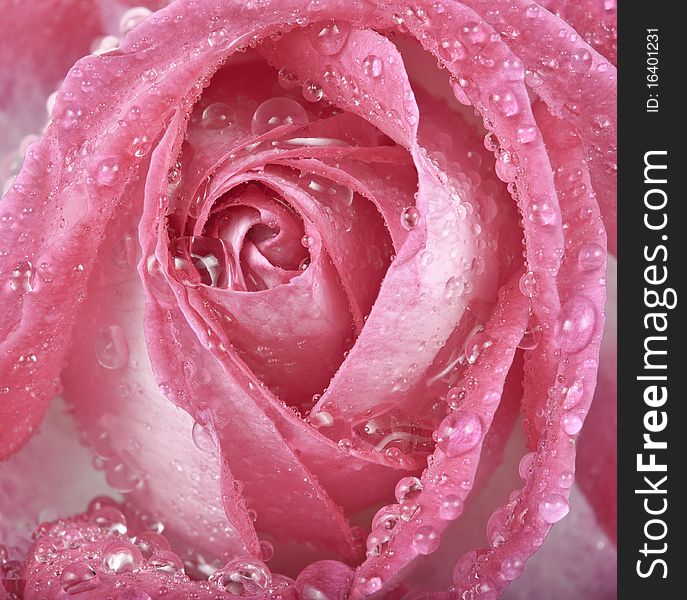 Pink Rose With Drops Macro