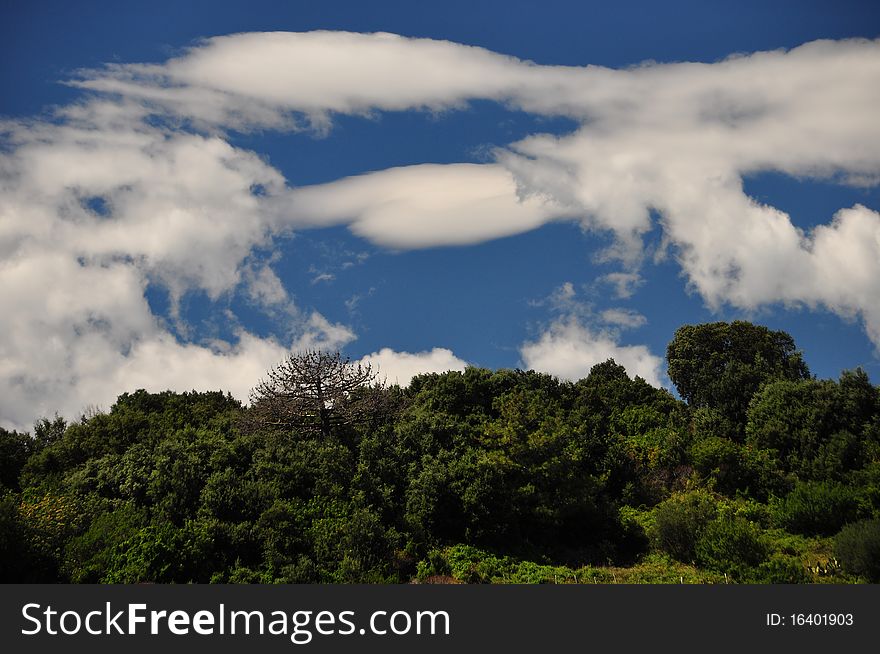 Cloudy sky over freen forrest