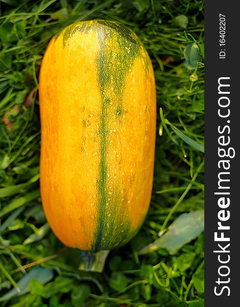 Fresh pumpkin