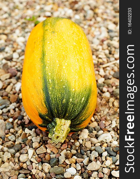 New harvest of ripe orange pumpkin. New harvest of ripe orange pumpkin