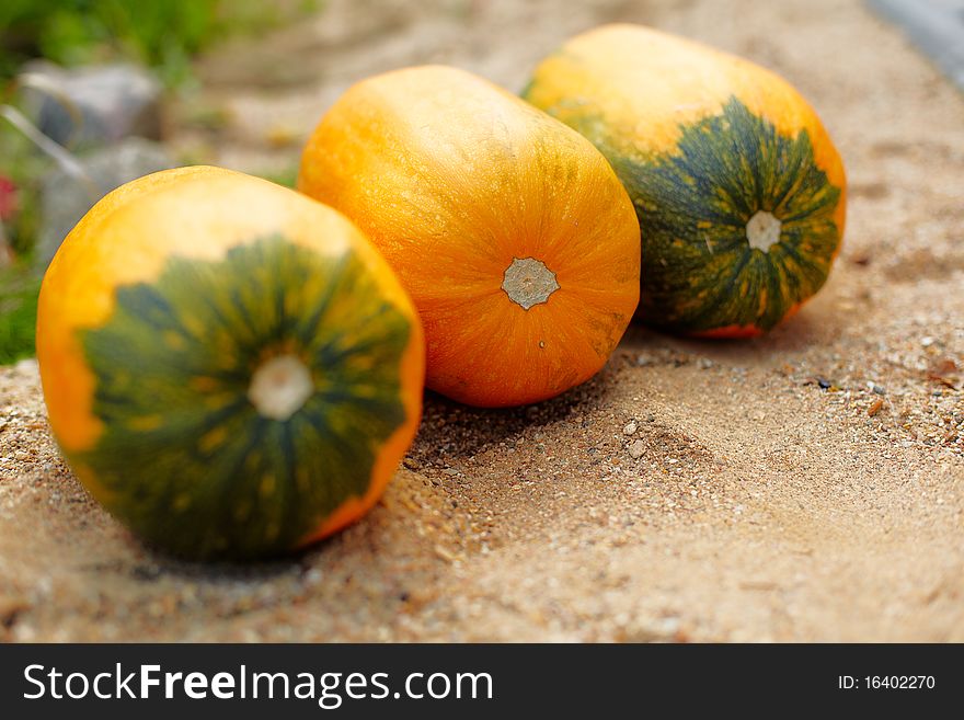 New harvest of ripe orange pumpkin. New harvest of ripe orange pumpkin