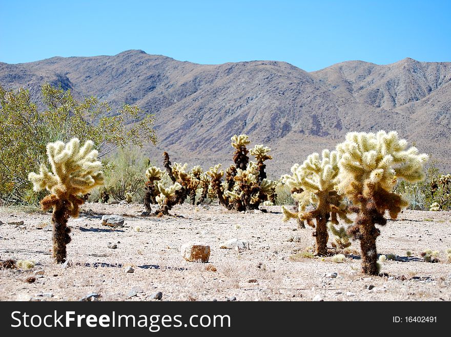 Desert and Cholla Trees