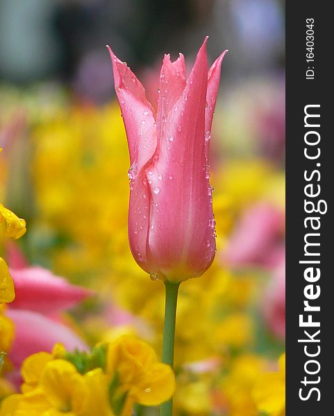 Close-up photo of a pink tulip after rain