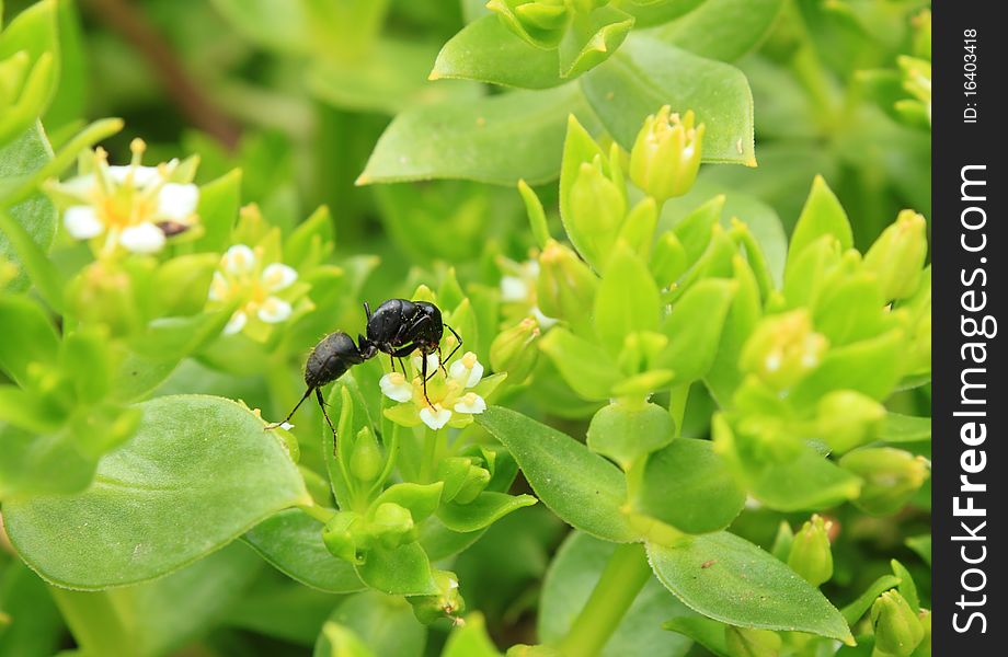Black ant on blossoming Honckenya oblongifolia