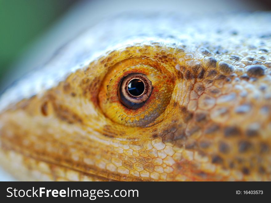 Macro shot of the head of a bearded dragon lizard. Macro shot of the head of a bearded dragon lizard