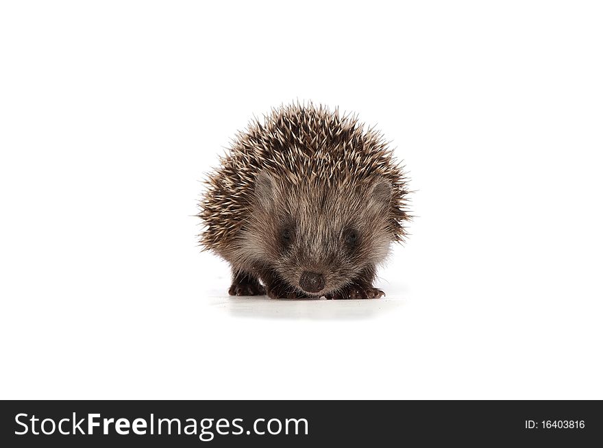 Small grey prickly hedgehog looks at me. Small grey prickly hedgehog looks at me