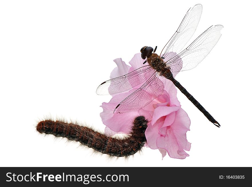 Small dragonfly and caterpillar eating a pink flower