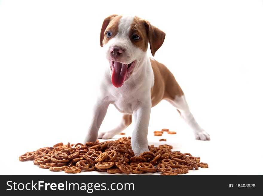 Puppy And Pretzels