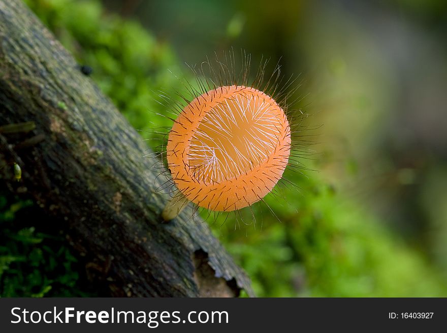 Wild mushrooms with unusual flower shapes and colors in order to lure insects