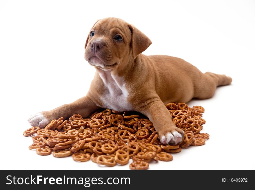 puppy and pretzels