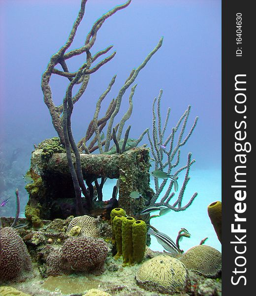 This is a colorful coral reef scene, on the edge of a small wreck, all within a beautiful blue ocean.