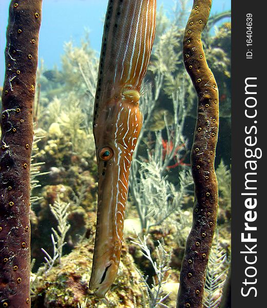 A trumpet fish positions itself vertically to try and camouflage itself with the round pore rope sponge.