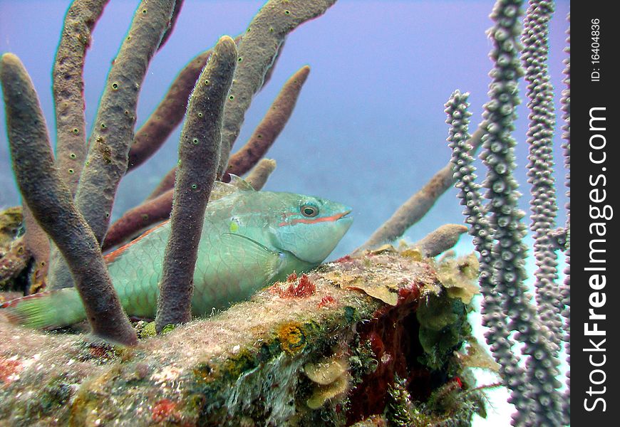 A colorful Parrot fish takes a rest on the corner edge of a wreck, amongst a number of soft corals, before it goes off again foraging for food.