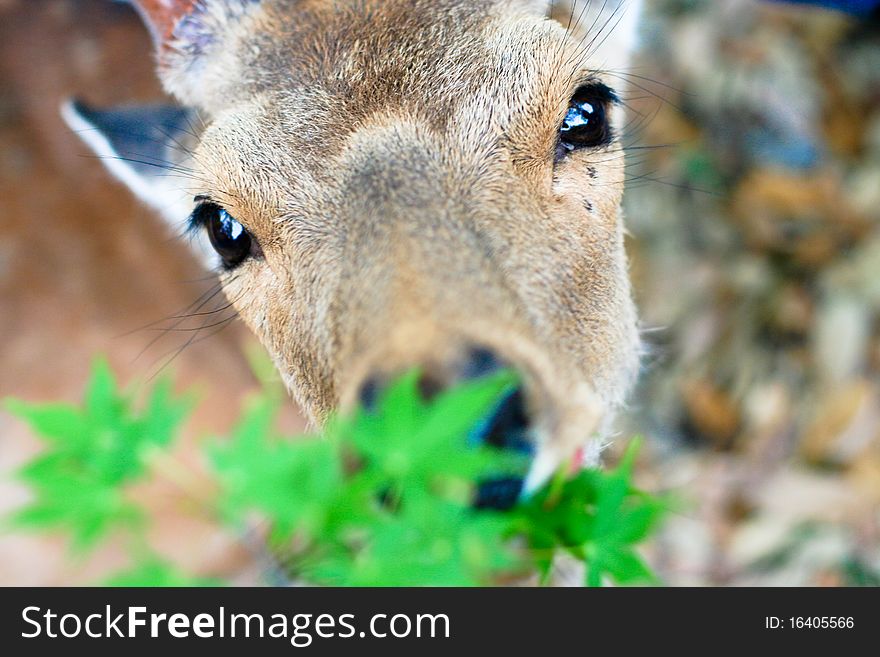 Deer in Nara Park (Japan)