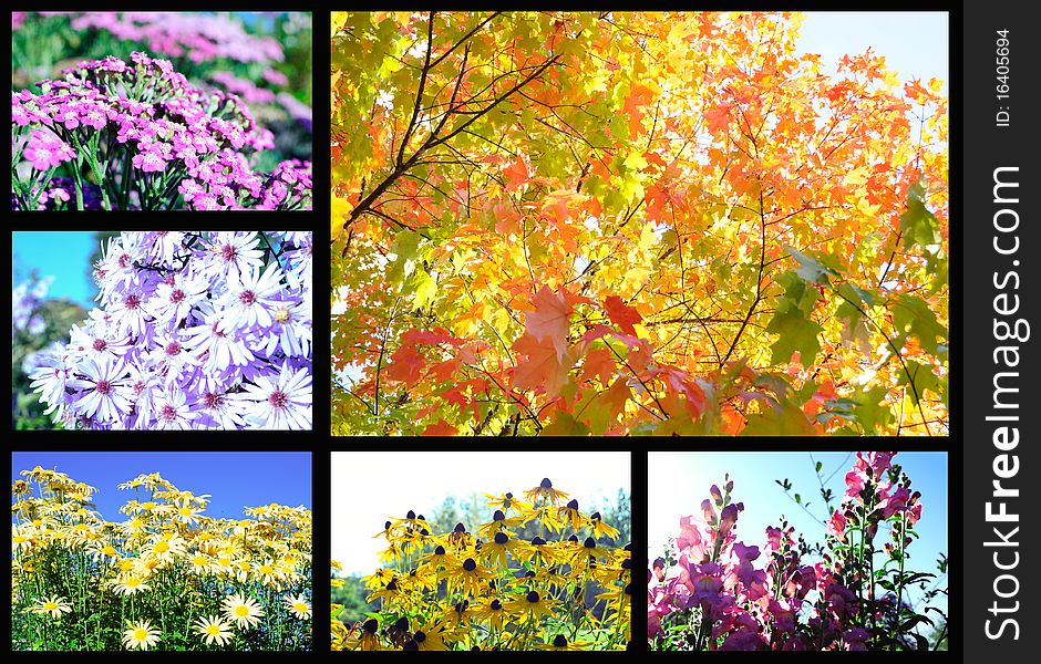Collage of many different colorful autumn flowers and trees. Collage of many different colorful autumn flowers and trees