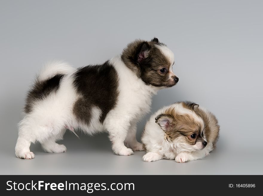 Puppies Of The Spitz-dog