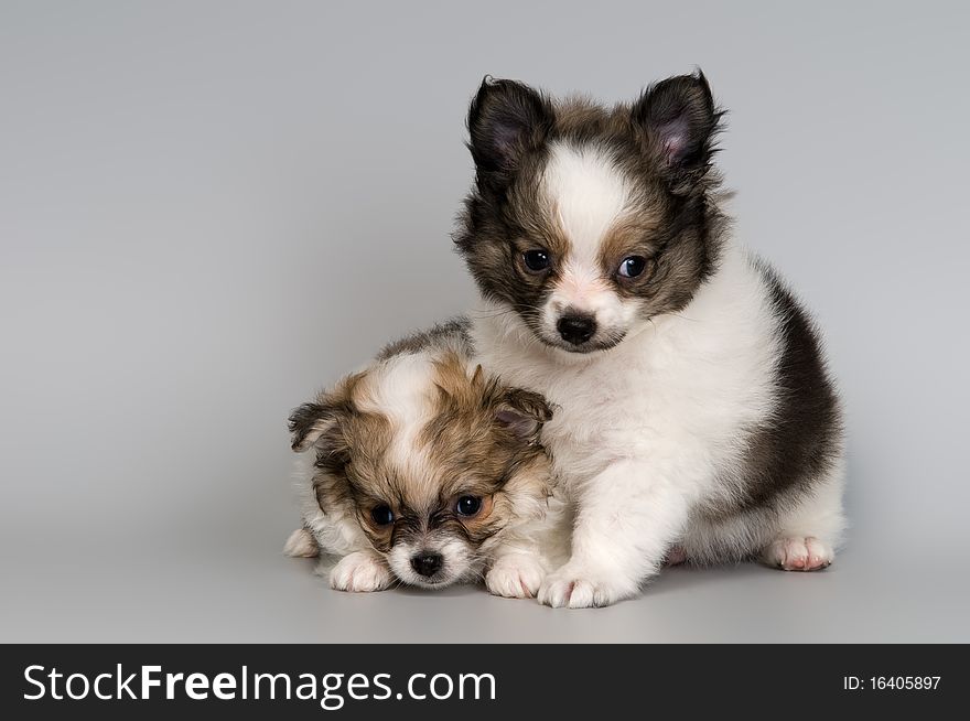 Puppies of the spitz-dog