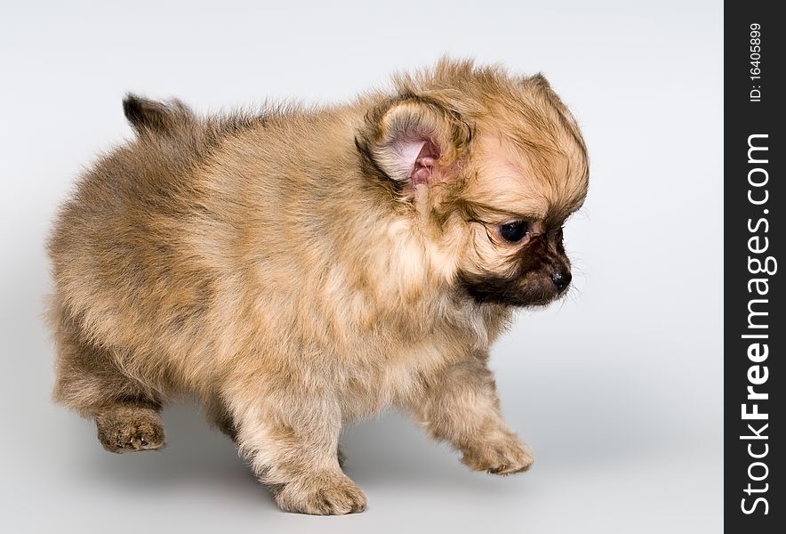 Puppy of the spitz-dog in studio on a neutral background