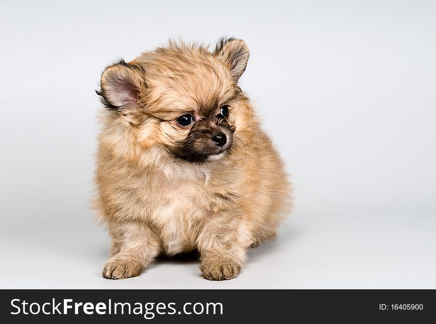 Puppy of the spitz-dog in studio on a neutral background