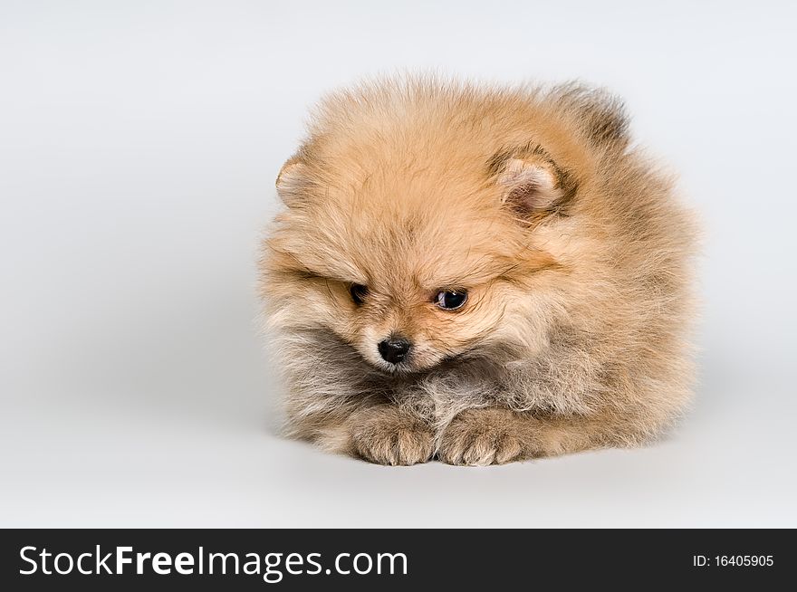 Puppy of the spitz-dog in studio on a neutral background